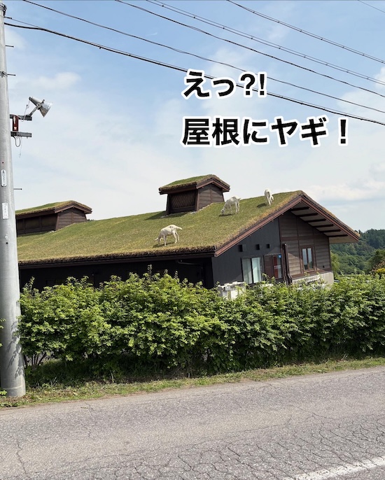 アトリエフロマージュ　屋根に山羊